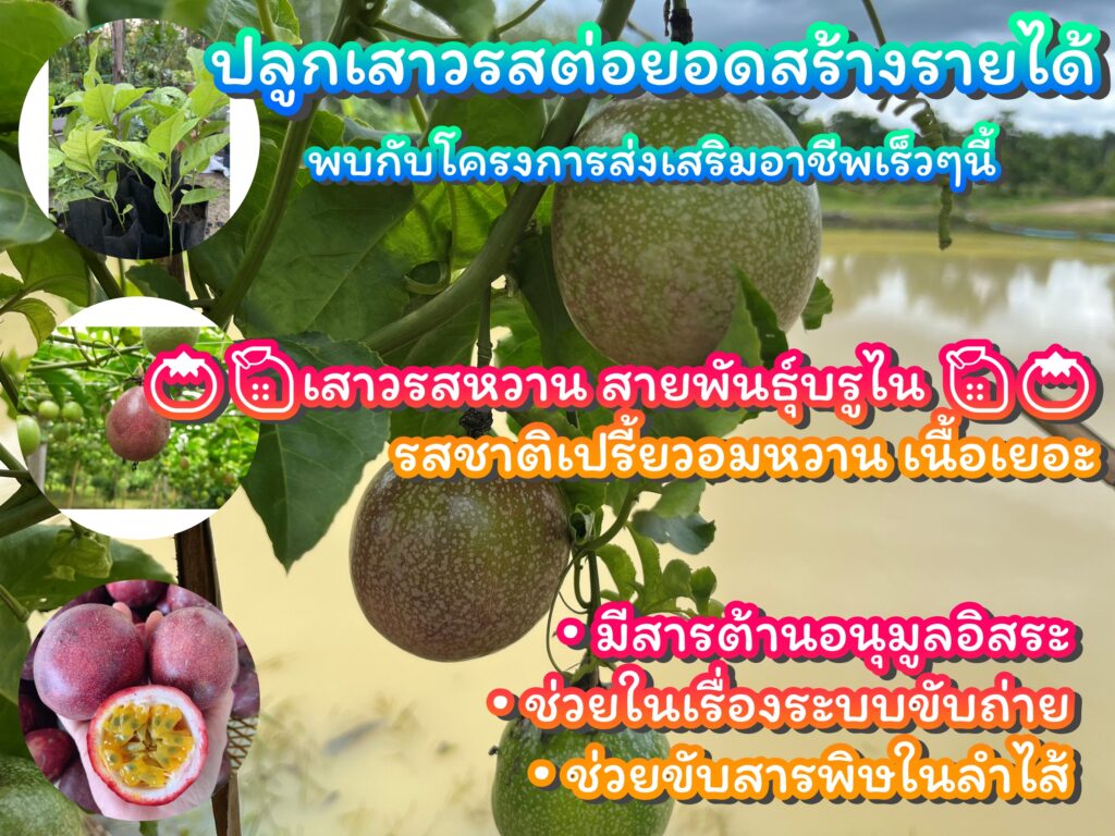 โครงการส่งเสริมอาชีพ